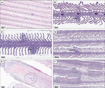 Histopathological assessment of Atlantic salmon exposed to calcium oxide particles: a controlled clinical study